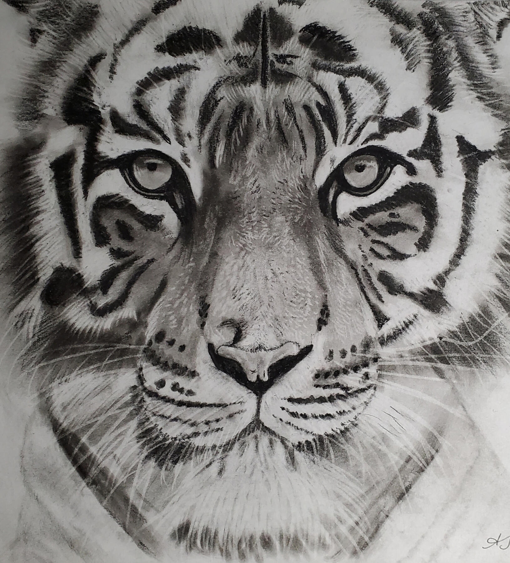 Caught in a Tigers Gaze